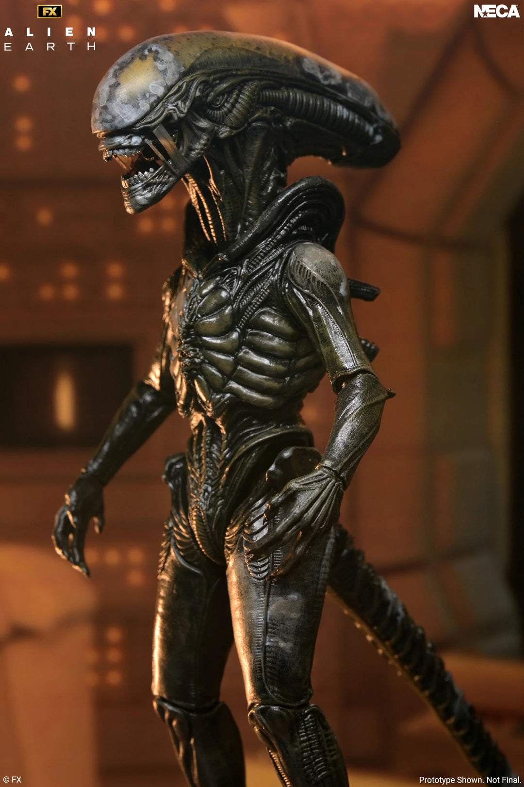 Alien: Earth - Ultimate Wendy's Xenomorph 7" Scale Action Figure